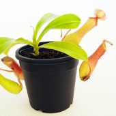 食虫植物 ウツボカズラ ベントラータ 【観葉植物 3号／1個売り】|観葉植物