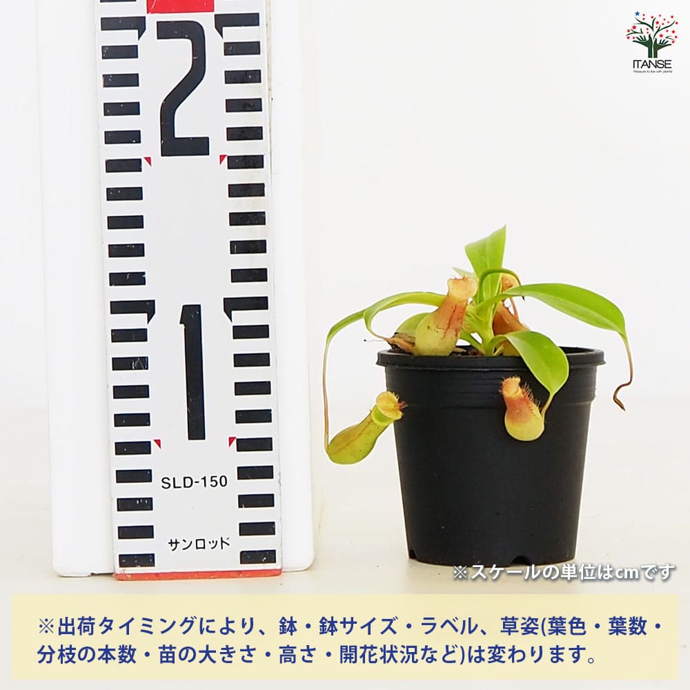 追加商品画像