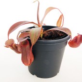 食虫植物 ウツボカズラ レッドアラタ 【観葉植物 3号／1個売り】|観葉植物