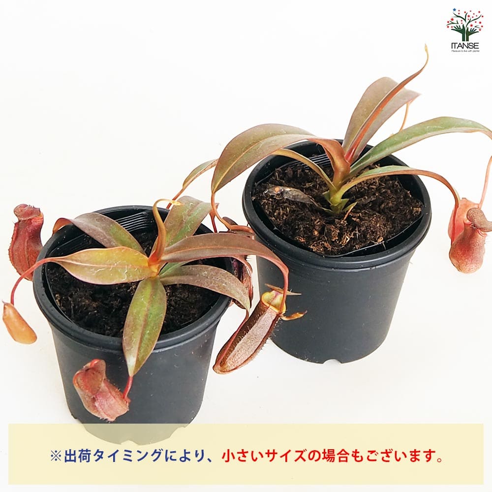 追加商品画像