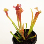 食虫植物 サラセニア ジュディスヒンドル 【観葉植物 3号／1個売り】|観葉植物