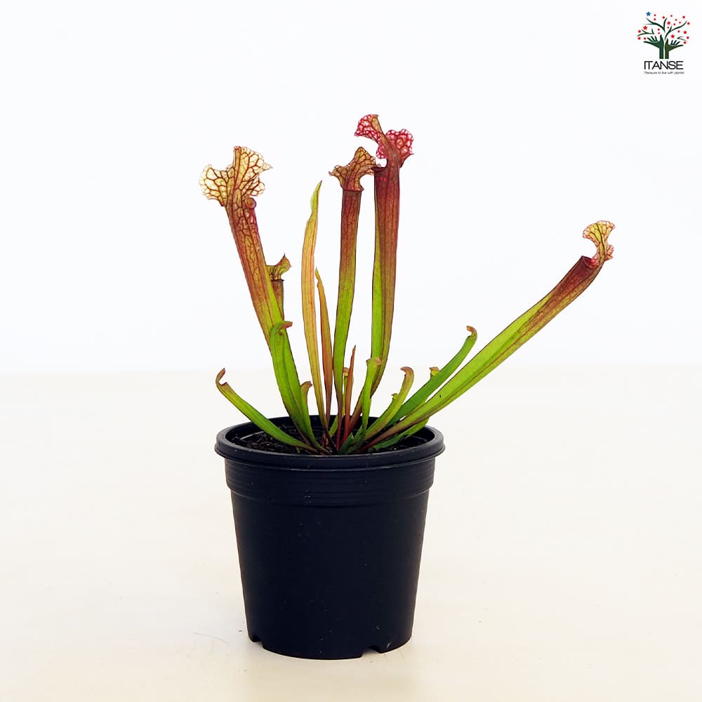 食虫植物 サラセニア ジュディスヒンドル 【観葉植物 3号／1個売り