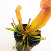 食虫植物 サラセニア スワニアナ 【観葉植物 3号／1個売り】|観葉植物