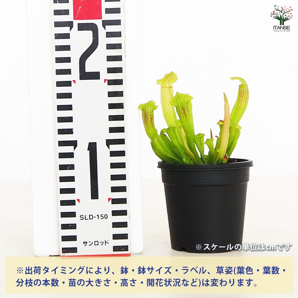 追加商品画像