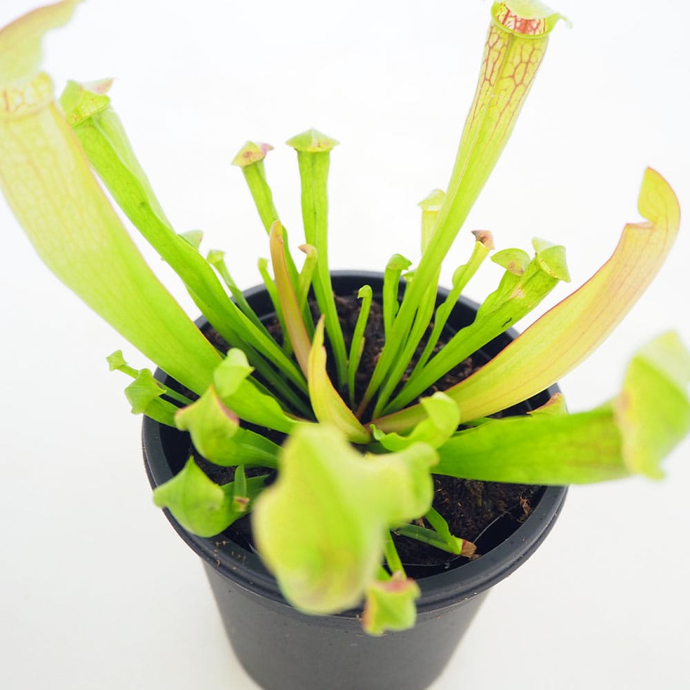 食虫植物 サラセニア フィラデルフィア 【観葉植物 3号／1個売り】