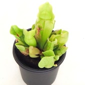 食虫植物 サラセニア プルプレア ベノーサ 【観葉植物 3号／1個売り】|観葉植物