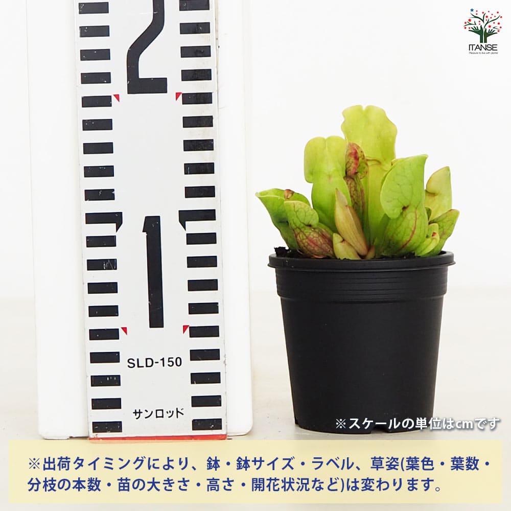 追加商品画像