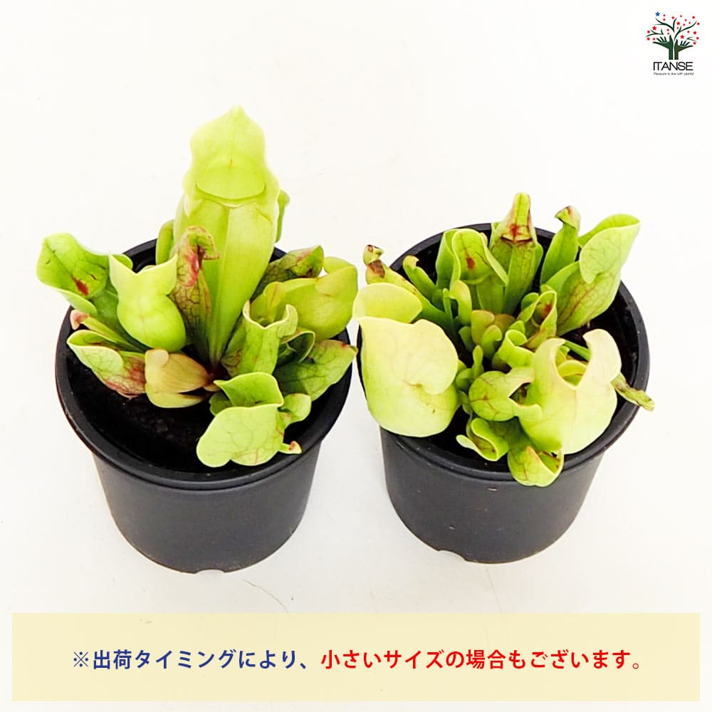 追加商品画像