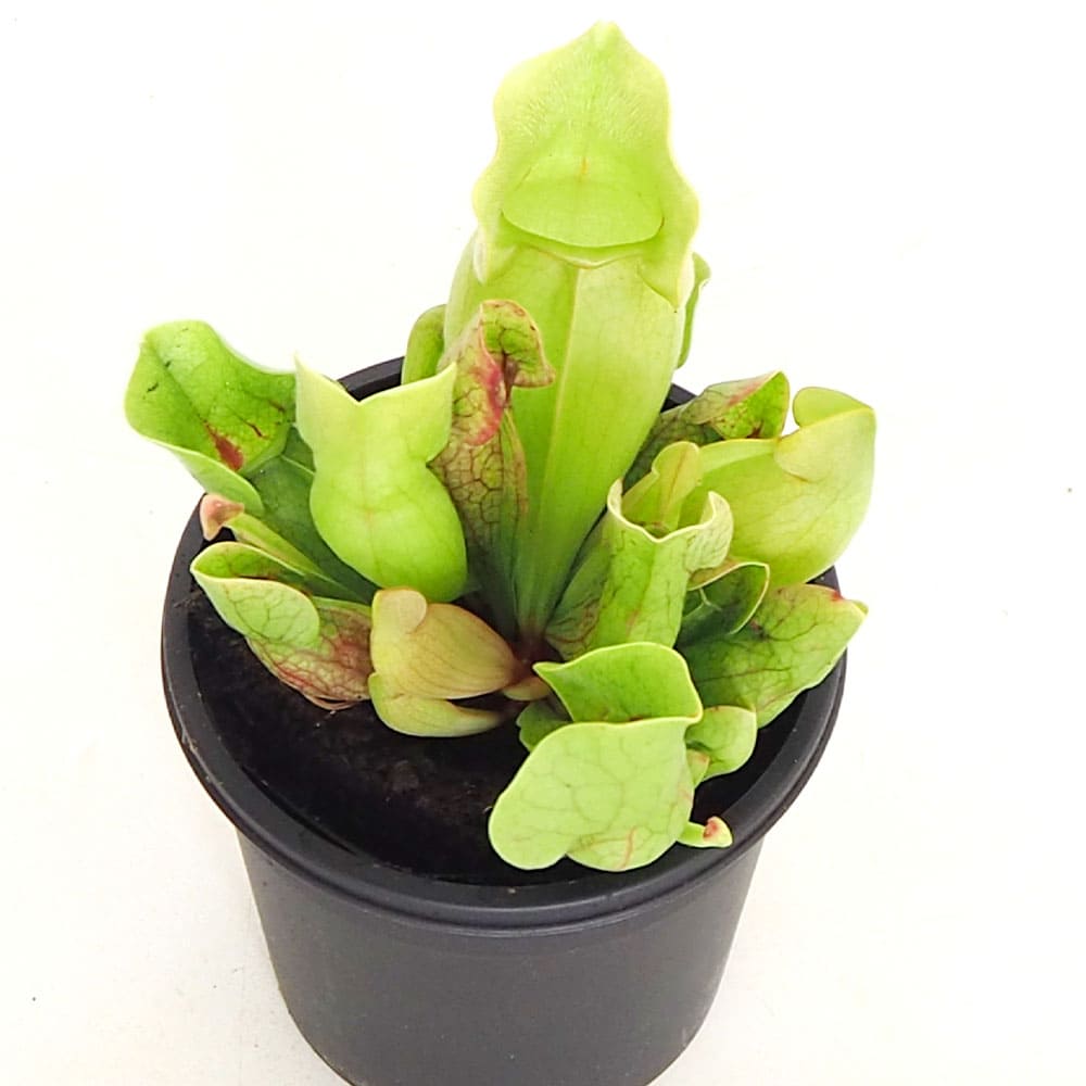 食虫植物 サラセニア プルプレア ベノーサ 【観葉植物 3号／1個売り】