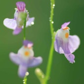 食虫植物 ミミカキグサ  カリキフィダ【観葉植物 3号／1個売り】