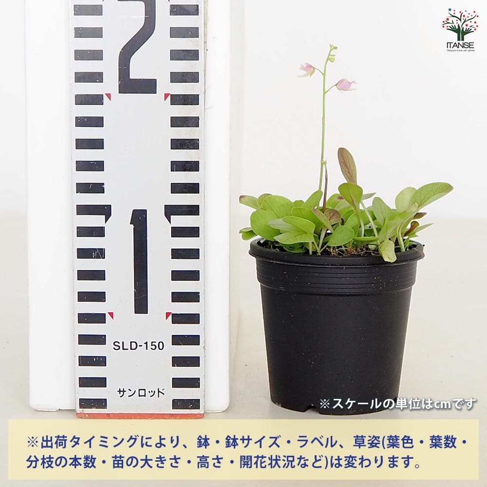 追加商品画像