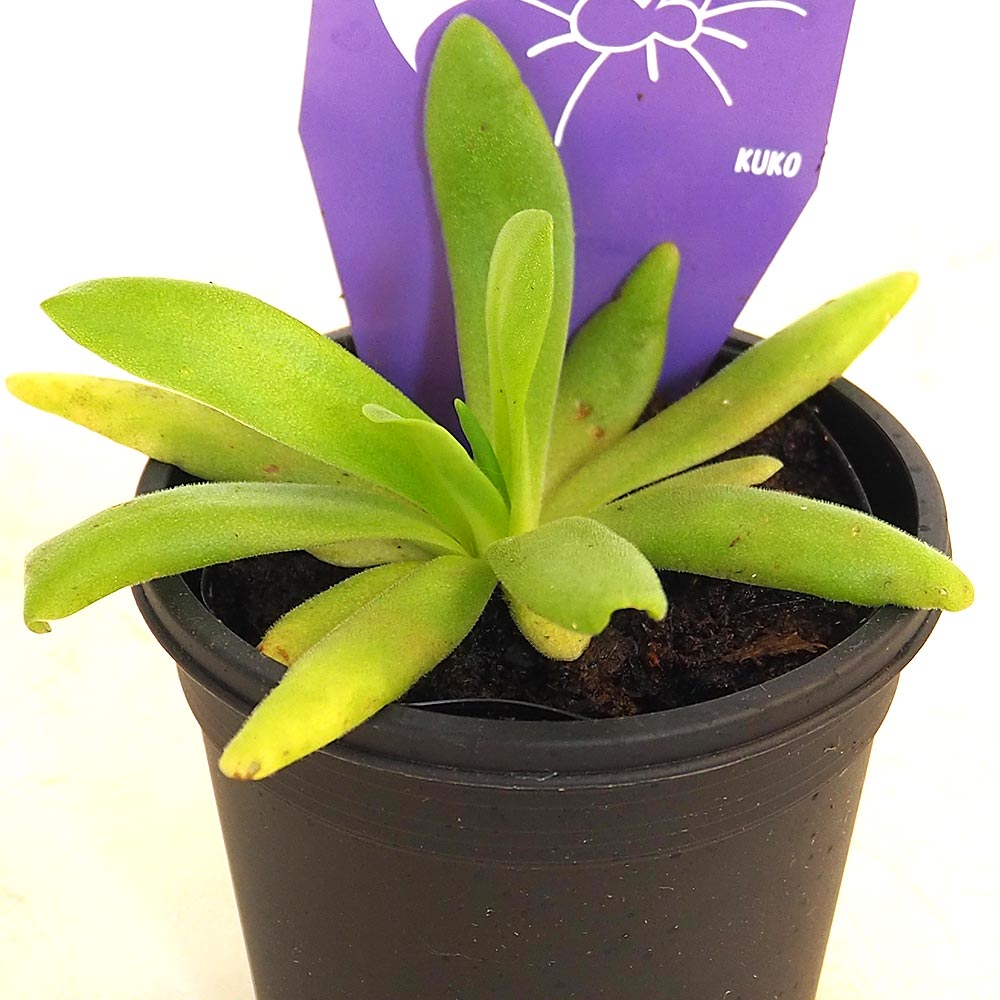 食虫植物 ムシトリスミレ アフロディーテ 【観葉植物 3号／1個売り】