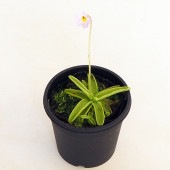 食虫植物 ムシトリスミレ プリムリフロラ 【観葉植物 3号／1個売り】|観葉植物