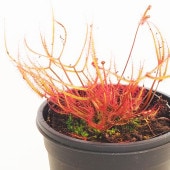 食虫植物 モウセンゴケ エクストレマ 【観葉植物 3号／1個売り】|観葉植物