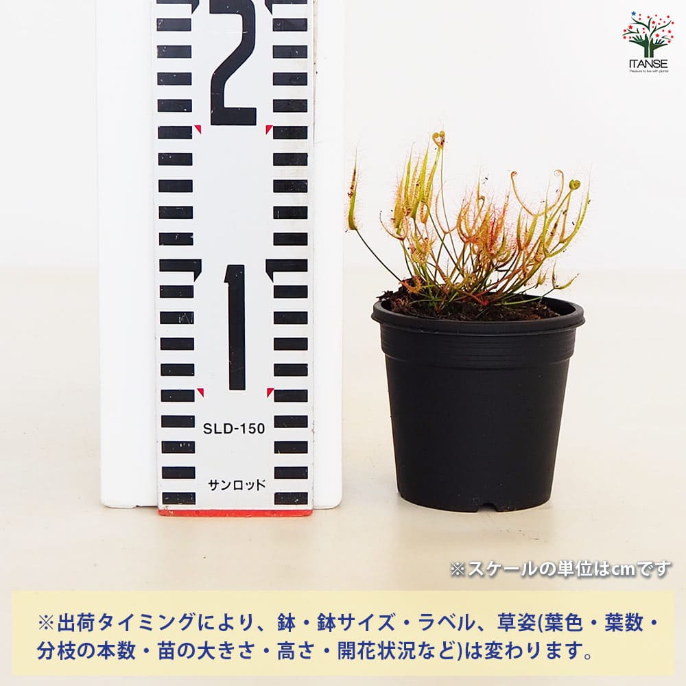 追加商品画像
