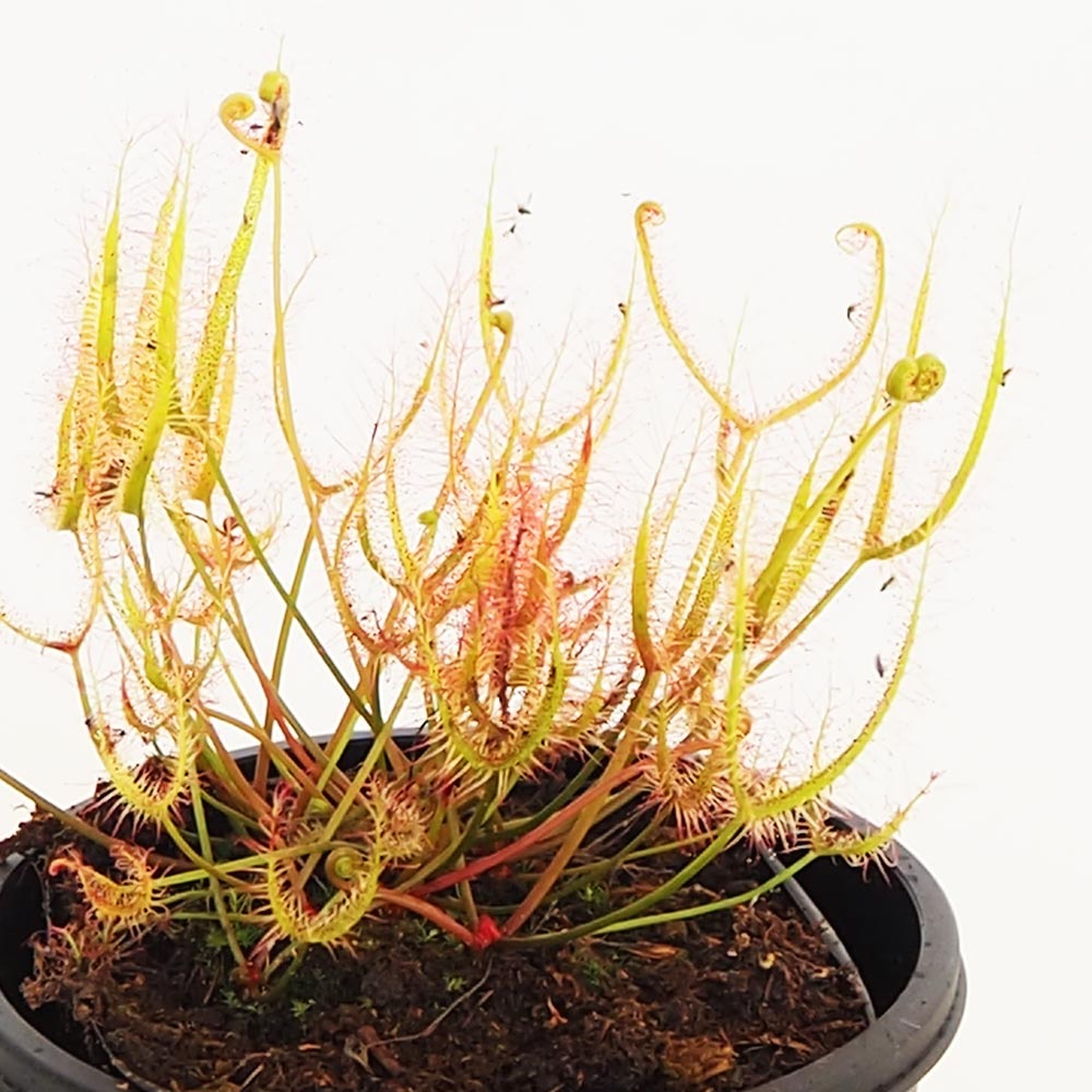 食虫植物 モウセンゴケ ヨツマタ 【観葉植物 3号／1個売り】