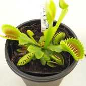 食虫植物 ハエトリソウ シャークティース 【観葉植物 3号／1個売り】|観葉植物
