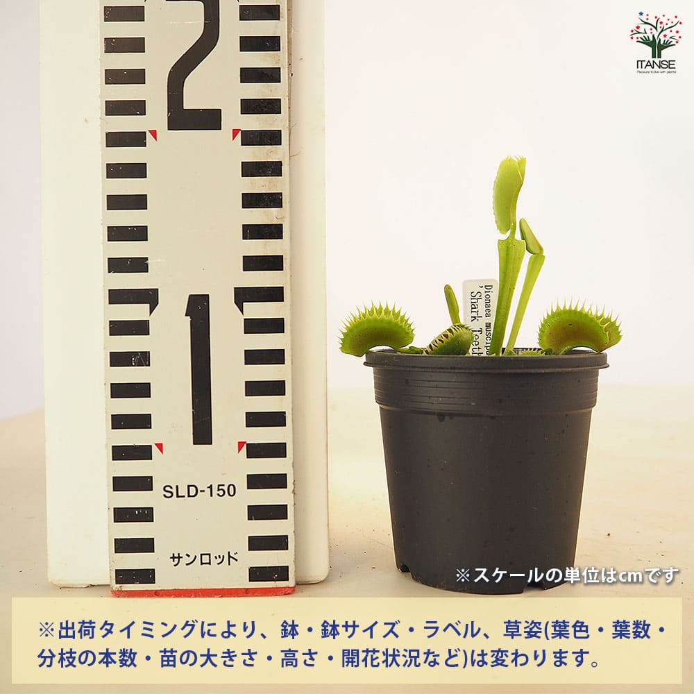 追加商品画像