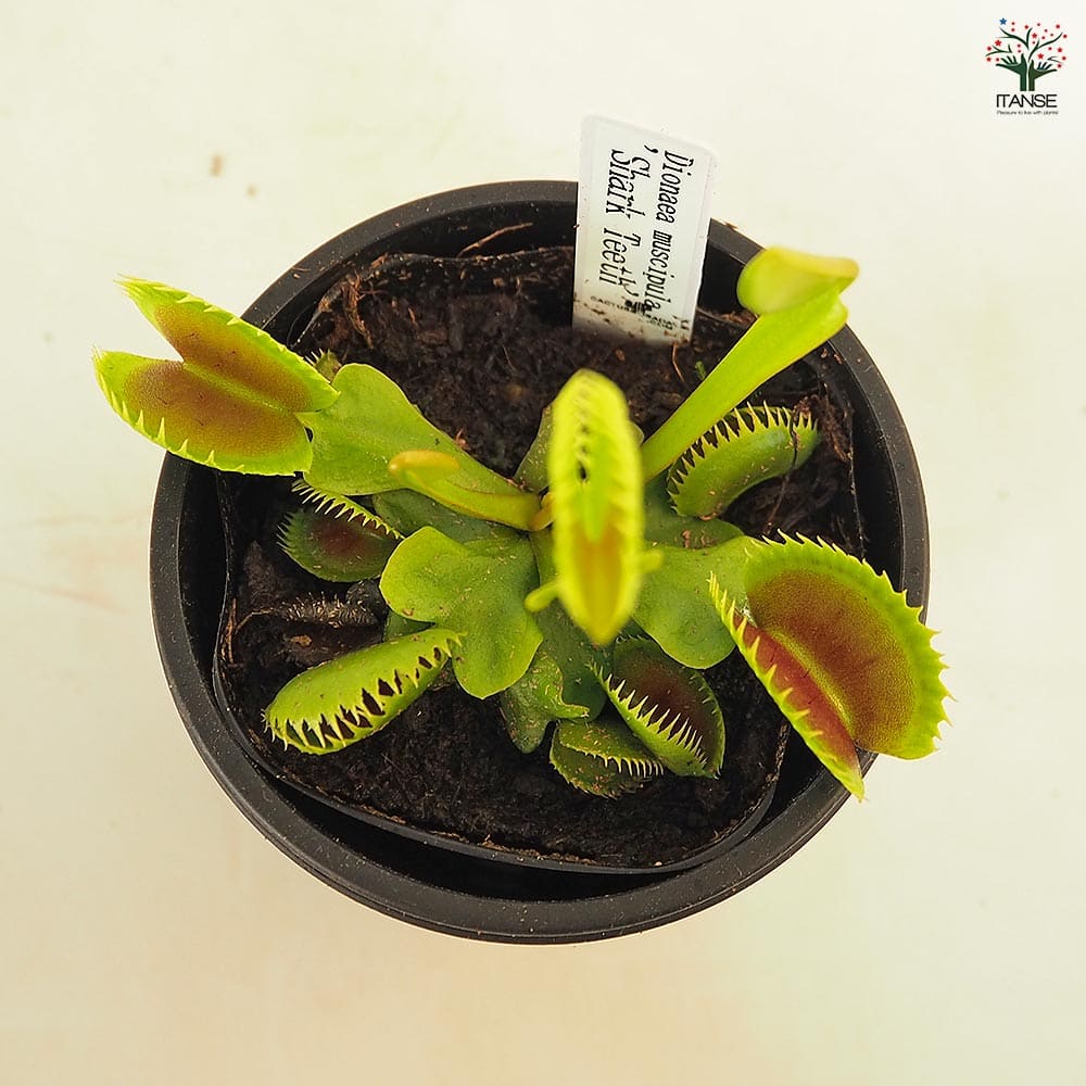 食虫植物 ハエトリソウ シャークティース 【観葉植物 3号／1個売り