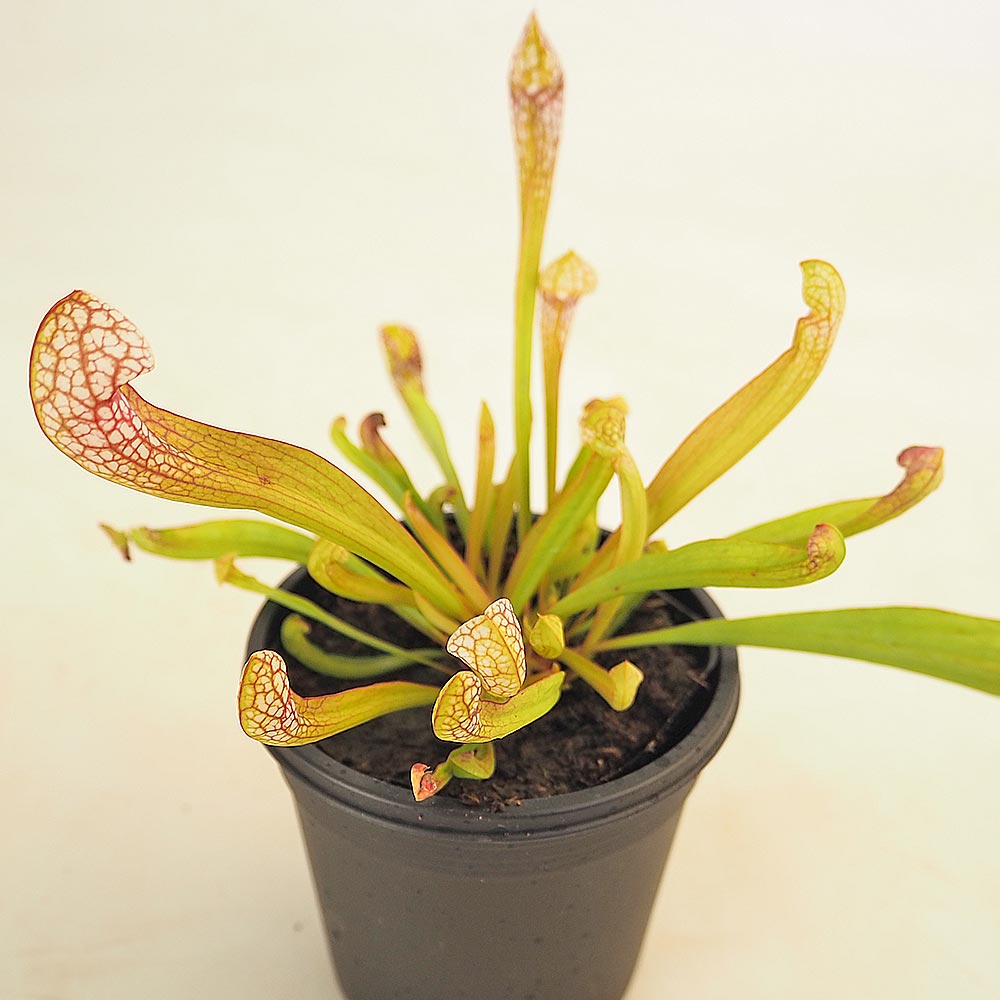 食虫植物 サラセニア スカーレットベル 【観葉植物 3号／1個売り】