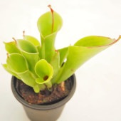 食虫植物 サラセニア ヘリアンフォラ ミノール 【観葉植物 3号／1個売り】|観葉植物