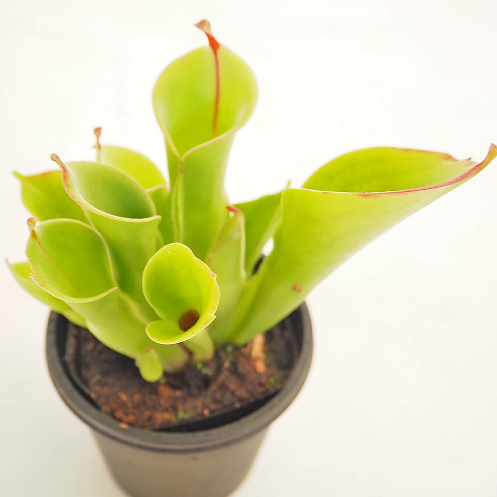 食虫植物 サラセニア ヘリアンフォラ ミノール 【観葉植物 3号／1個売り】