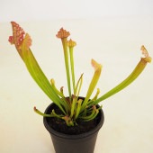 食虫植物 サラセニア ジュサティップソーバー 【観葉植物 3号／1個売り】|観葉植物