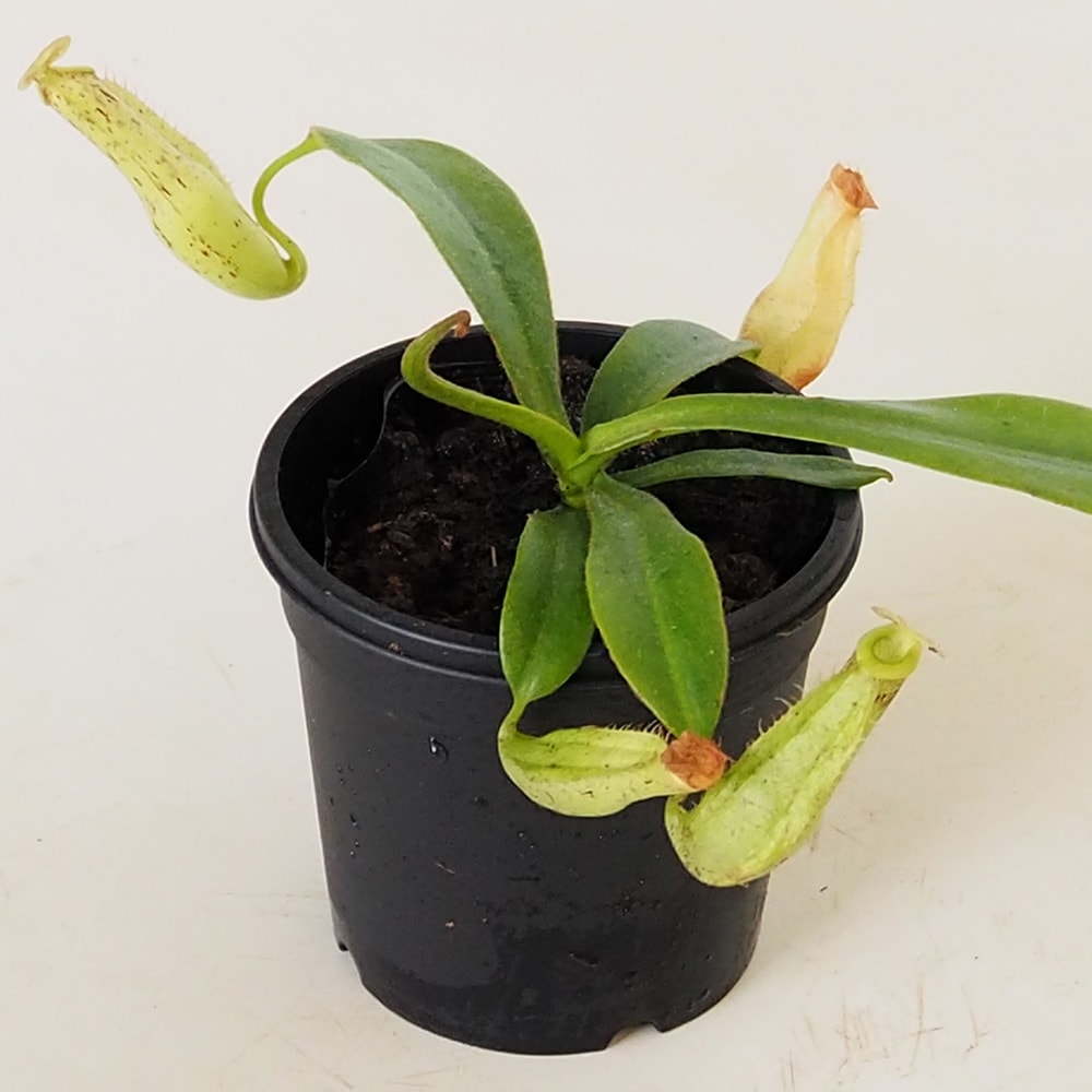 食虫植物 ウツボカズラ ダイエリアナ 【観葉植物 3号／1個売り】