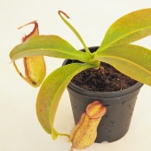 食虫植物 ウツボカズラ ミランダ 【観葉植物 3号／1個売り】|観葉植物