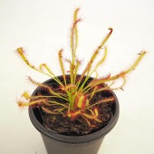 食虫植物 モウセンゴケ カペンシスタローリーフ 【観葉植物 3号／1個売り】|観葉植物