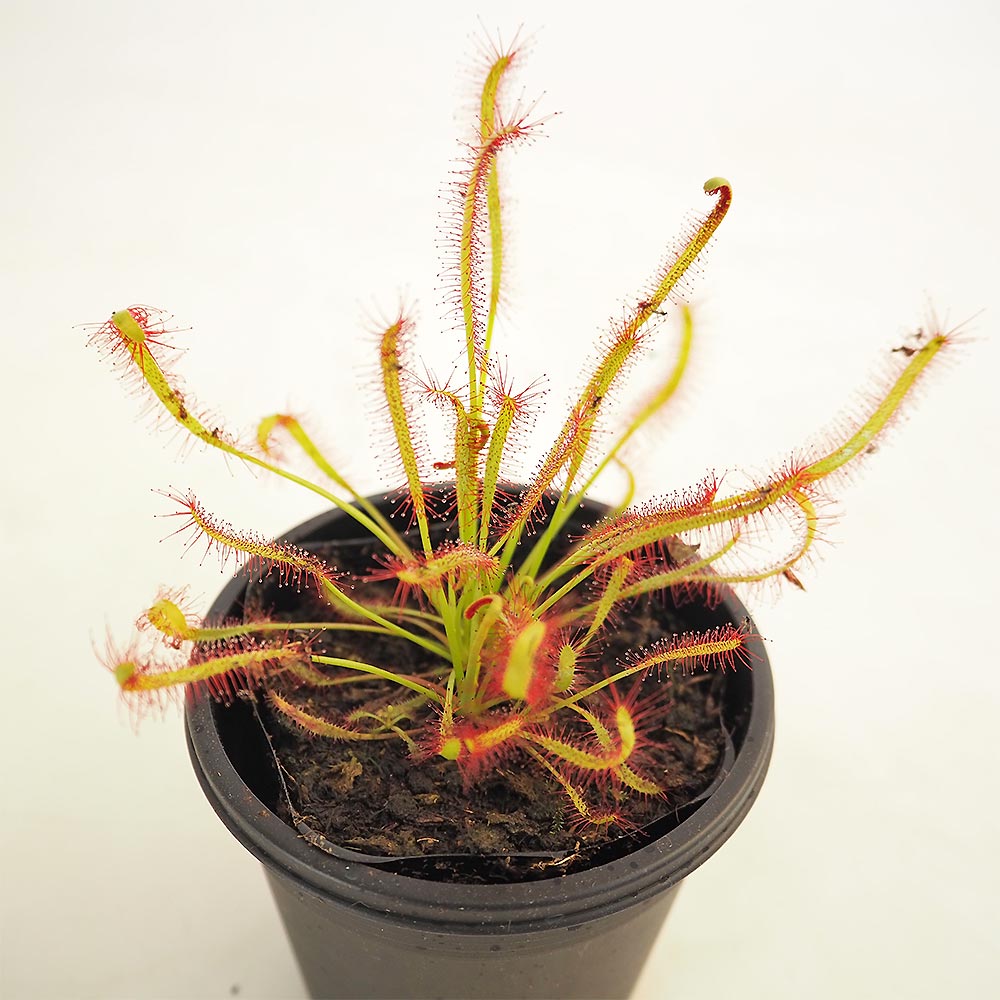食虫植物 モウセンゴケ カペンシスタローリーフ 【観葉植物 3号／1個