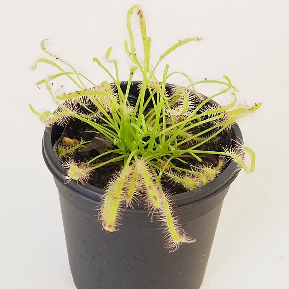 食虫植物 モウセンゴケ カペンシスアルバ 【観葉植物 3号／1個売り】
