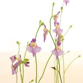 食虫植物 ミミカキグサ ワーブルギー 【観葉植物 3号／1個売り】|観葉植物