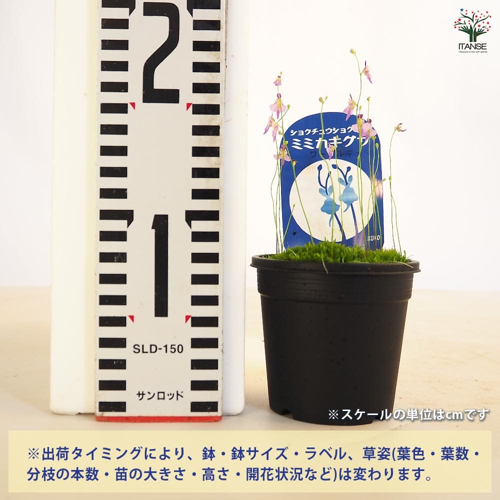 追加商品画像