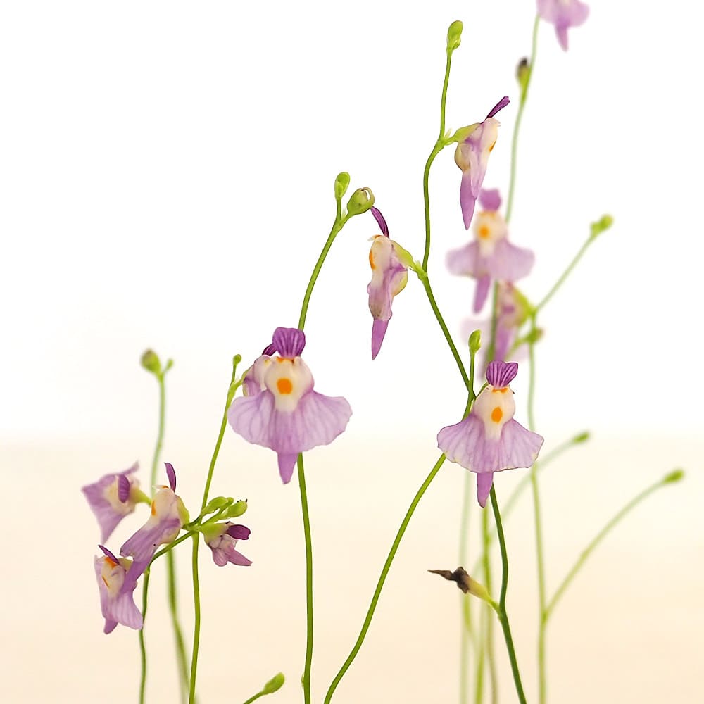 食虫植物 ミミカキグサ ワーブルギー 【観葉植物 3号／1個売り】