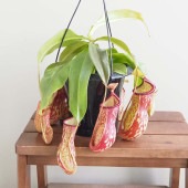食虫植物 ネペンテス ガヤ 【観葉植物 5号／1個売り】|観葉植物