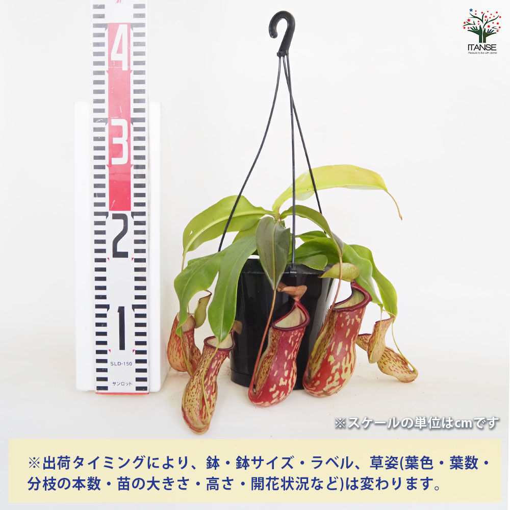 追加商品画像