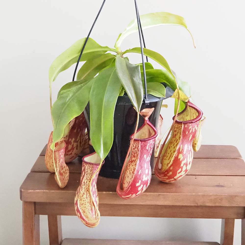 食虫植物 ネペンテス ガヤ 【観葉植物 5号／1個売り】