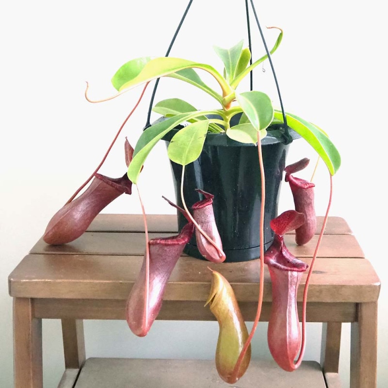 オリーブ シプレッシーノ 【果樹の苗木 5号／1個売り】｜ 【植物の
