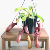 食虫植物 ネペンテス ブリジアナ 【観葉植物 5号／1個売り】|観葉植物