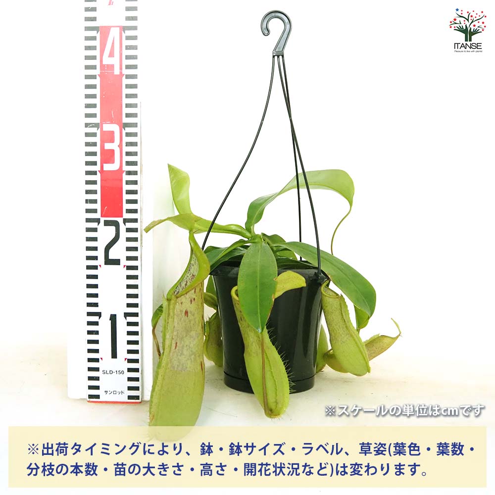 追加商品画像