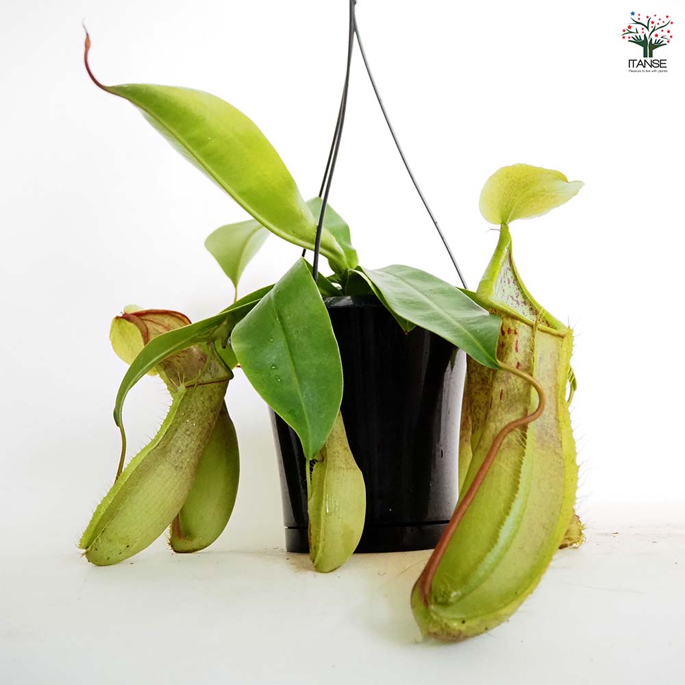 食虫植物 ネペンテス ルイーザ 【観葉植物 5号／1個売り】｜ 【植物の