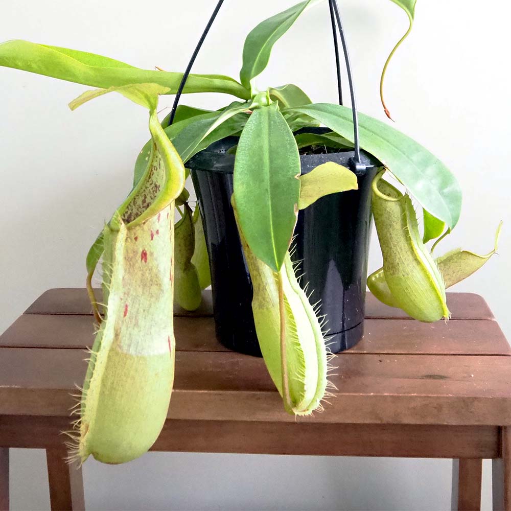 食虫植物 ネペンテス ルイーザ 【観葉植物 5号／1個売り】