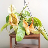 食虫植物 ネペンテス ダイエリアナ 【観葉植物 7号／1個売り】|観葉植物
