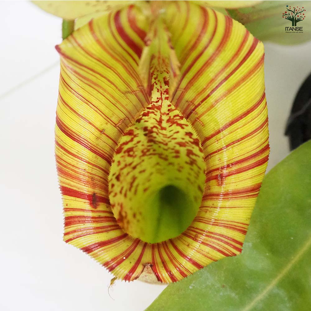 食虫植物　ネペンテス　ダイエリアナ　ウツボカズラ　5号　446 楽天市場】PLANCHU 食虫植物 ネペンテス ダイエリアナ 5号吊り鉢