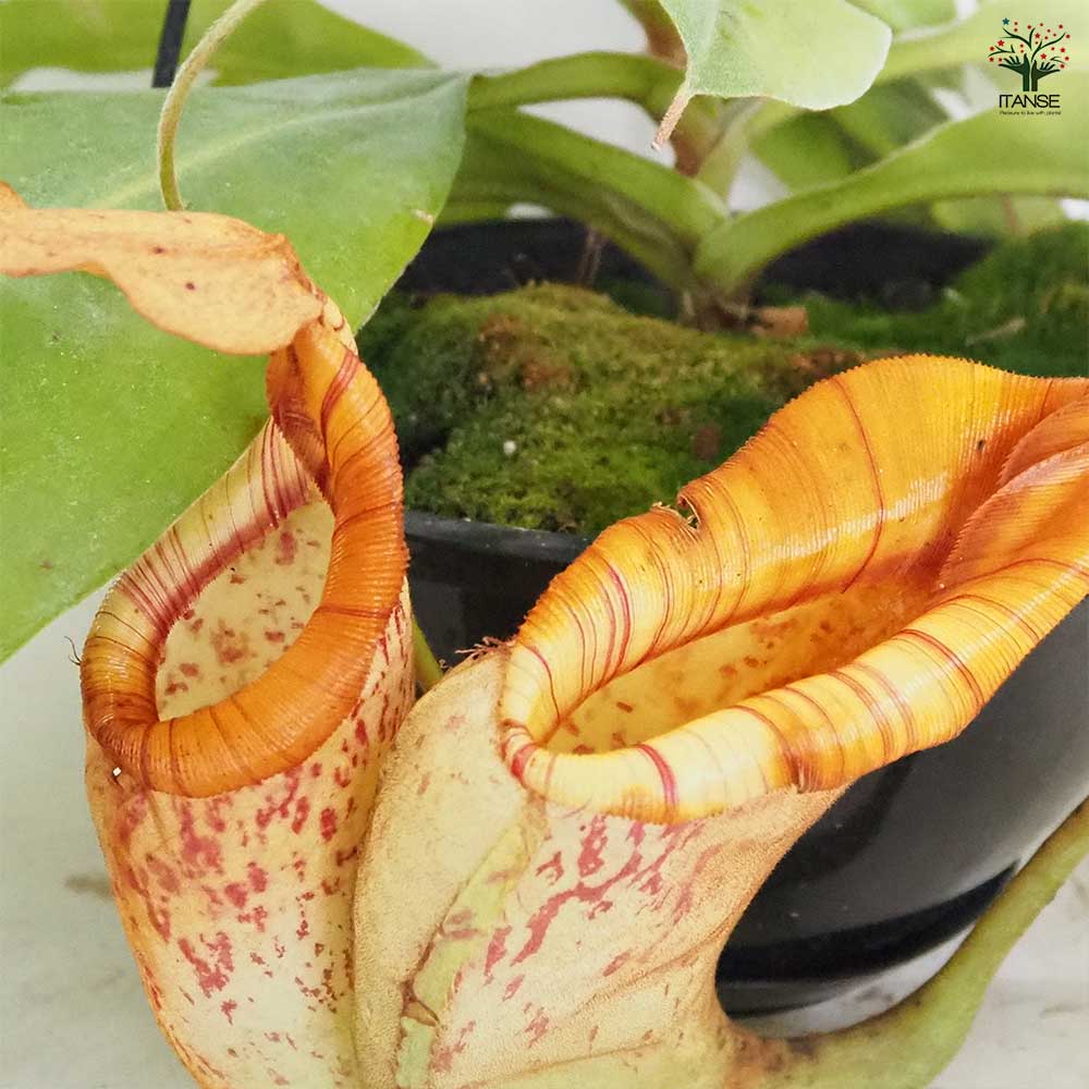食虫植物 ネペンテス ダイエリアナ 【観葉植物 7号／1個売り