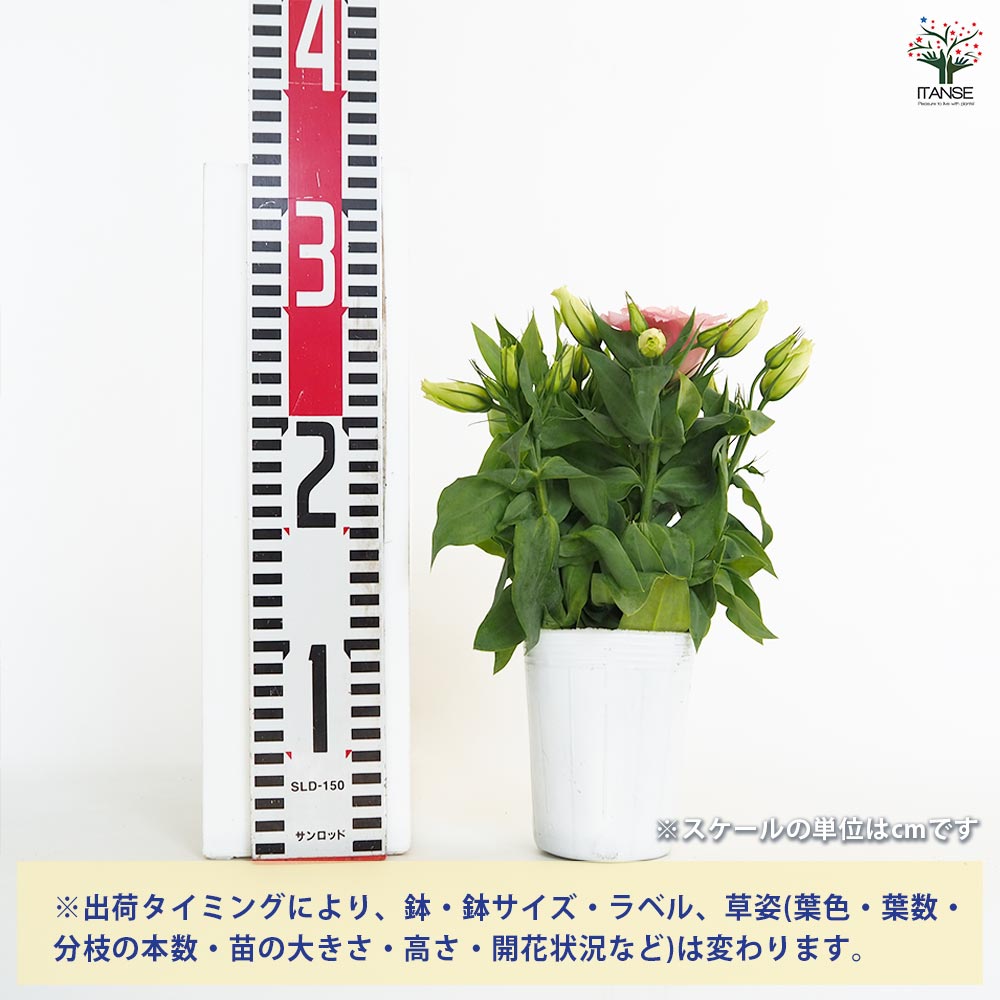 ヤマザキです ピンクの薔薇と紫の菊、オレンジのナスタスチウムのトリオ3点 楽天市場】予約販売 バラ苗 バラ大苗 ロサ オリエンティス メアリー