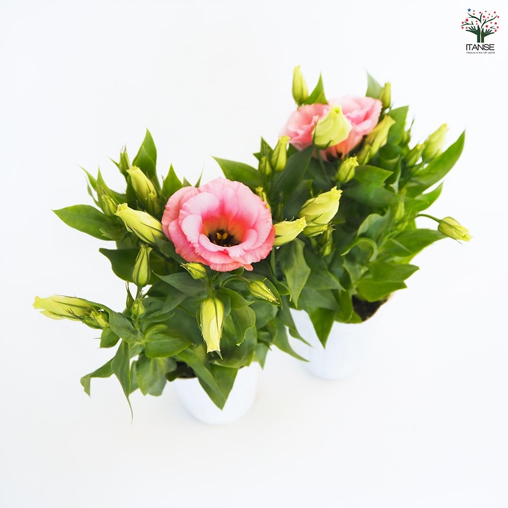 ヤマザキです ピンクの薔薇と紫の菊、オレンジのナスタスチウムのトリオ3点 楽天市場】送料無料【紫の上 6号鉢大苗予約】鉢植え バラ 薔薇 ロサ