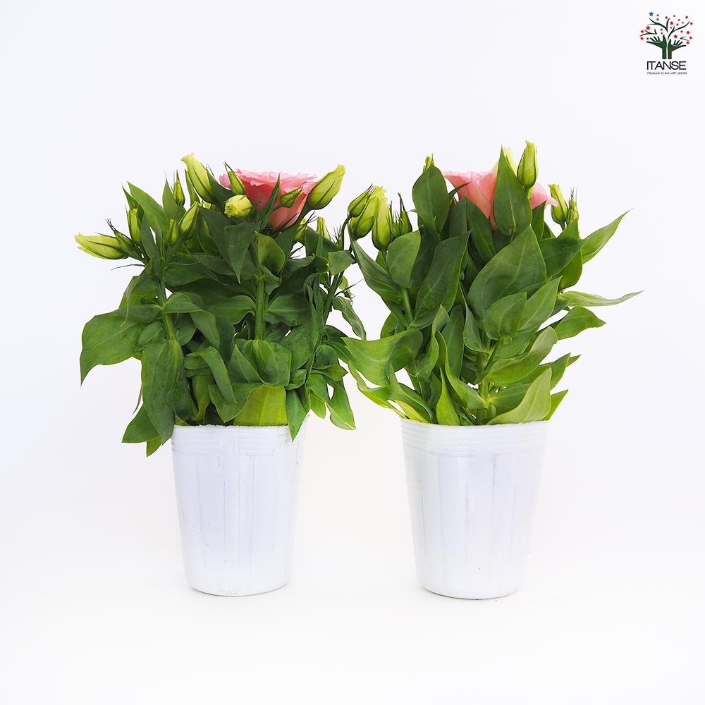 あきなトルコキキョウ　トルコギキョウ　苗 トルコキキョウ 3苗セット - メルカリ