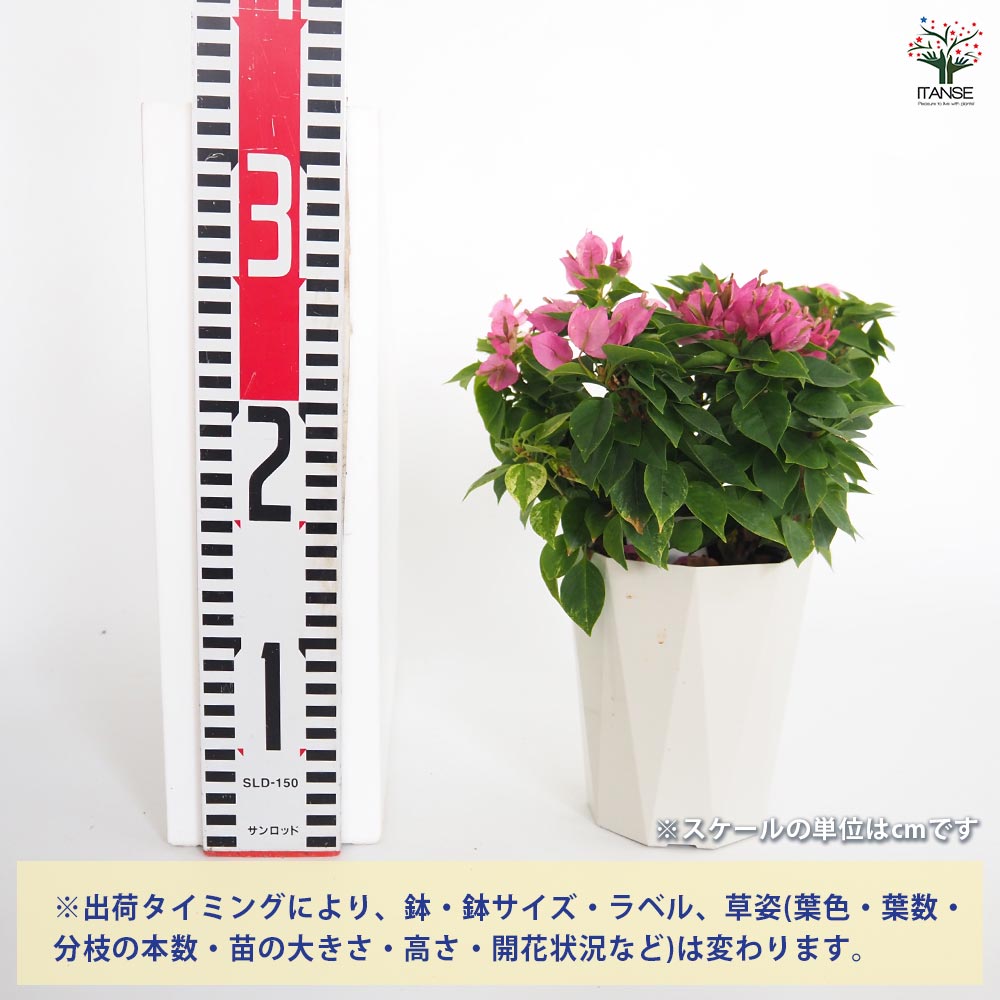ブーゲンビリア 小夏 【花苗 4号】｜ 【植物のITANSE